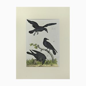 Johann Friedrich Naumann, Crow, Etching, 1840