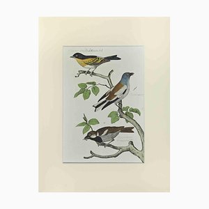 Johann Friedrich Naumann, Sparrow, Etching, 1840
