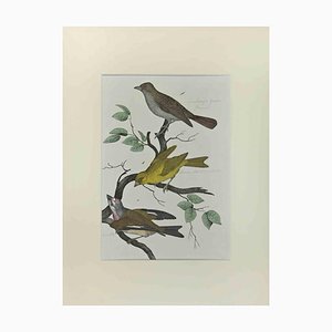 Johann Friedrich Naumann, Wild Canary, Etching, 1840