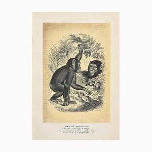 Paul Gervais, Chimpanzee, Original Lithograph, 1854