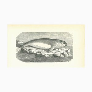 Lithographie Originale, Paul Gervais, The Seal, 1854