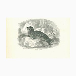 Paul Gervais, The Seal, Original Lithograph, 1854