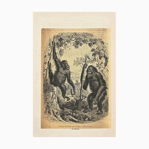 Paul Gervais, Orang-Outan, Original Lithograph, 1854