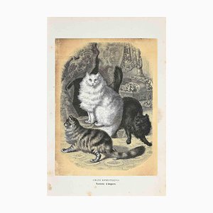 Paul Gervais, Domestic Cats, Original Lithograph, 1854