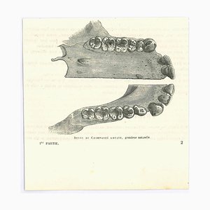 Paul Gervais, The Teeth, Original Lithograph, 1854