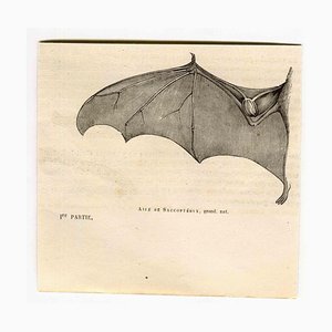 Paul Gervais, Saccoptery's Wing, Litografía, 1854