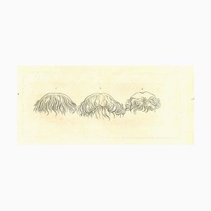 Thomas Holloway, The Physiognomy, Hairstyles, Original Etching, 1810