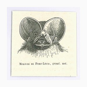 Paul Gervais, Molosse, Litografía original, 1854