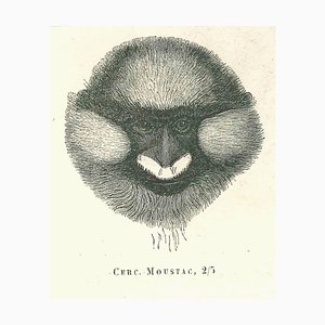Paul Gervais, The Monkey, Original Lithograph, 1854