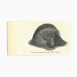 Paul Gervais, Der Affe, Original Lithographie, 1854
