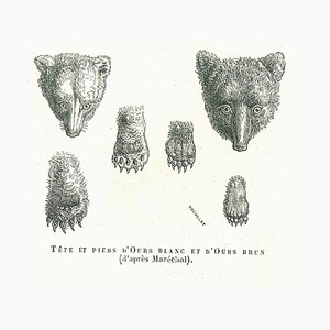 Paul Gervais, L'Ours, Lithographie Originale, 1854