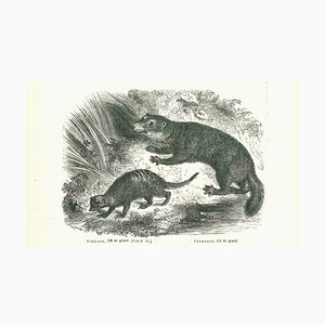 Paul Gervais, Suricate, Original Lithograph, 1854