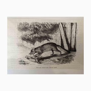 Paul Gervais, The Hunting Fox, Lithograph, 1854