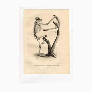 Paul Gervais, Orang-Outan, Lithograph, 1854