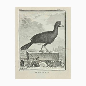 François Hubert Drouais, Le Hocco, Etching, 1771