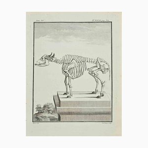 Claude Jardinier, The Skeleton, Etching, 1771