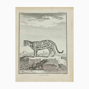 Jean Charles Baquoy, L'Ocelot, Etching, 1771