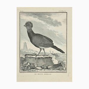 Jacques Baron, Le Hocco, Etching, 1771
