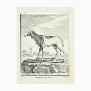 Louis Legrand, Le Brebis, Etching, 1771