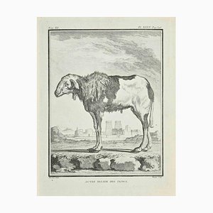 Jean Charles Baquoy, Autre Belier, Etching, 1771