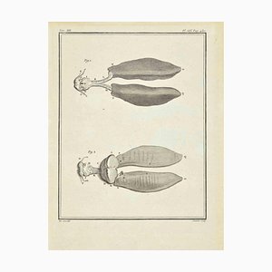 Juste Chevillet, The Organ, Etching, 1771