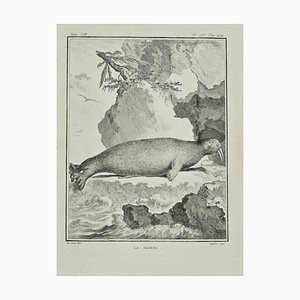 Antoine Defehrt, Le Morse, Etching, 1771