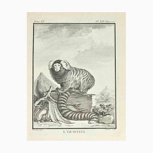 Clause Jardinnier, L'Ouistiti, Etching, 1771