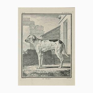 Jean Moitte, Le Braque, Etching, 1771