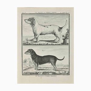 Jean Charles Baquoy, Le Basset A Jambes Droites, Etching, 1771