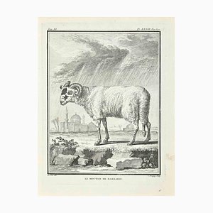 Jean Charles Baquoy, Le Mouton de Barbarie, Etching, 1771
