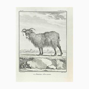 Antoine Defehrt, La Brebis d'Islande, Etching, 1771