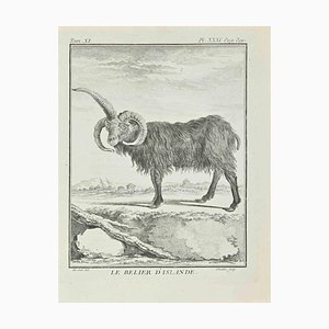 Juste Chevillet, Le Belier D'Islande, grabado, 1771