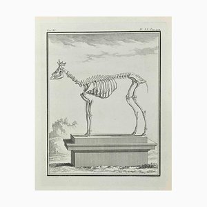Françoise Guelard, The Skeleton, Etching, 1771
