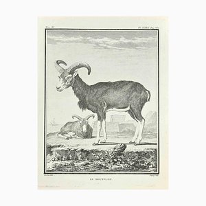 Jean Charles Baquoy, Le Moufflon, Etching, 1771