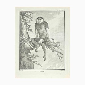 Jean Charles Baquoy, Douc, Etching, 1771