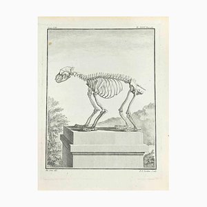 Pierre Francois Tardieu, Le Squelette, Eau-forte, 1771