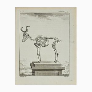 Antoine Defehrt, The Skeleton, Etching, 1771
