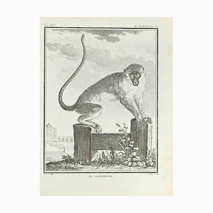 Jean Charles Baquoy, Le Callitriche, Etching, 1771