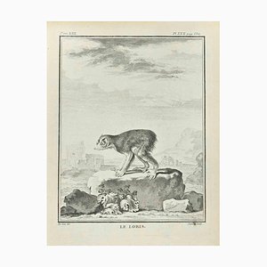 Juste Chevillet, Le Loris, Etching, 1771
