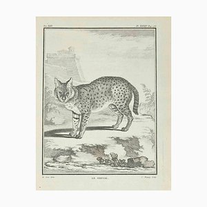 Jean Charles Baquoy, Le Serval, Eau-forte, 1771