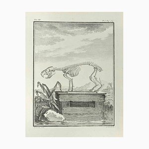 Louis Legrand, Skeleton, Etching, 1771