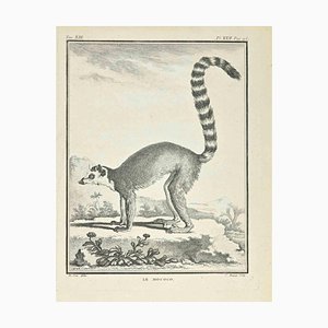 Jean Charles Baquoy, Le Mococo, Etching, 1771