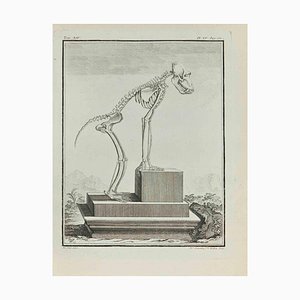 Madeline Rousselet, The Skeleton, Etching, 1771