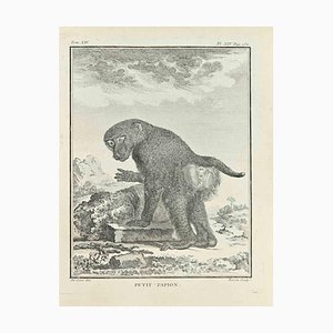 Jacques Baron, Petit Papion, Etching, 1771
