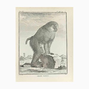 Jacques Baron, Grand Papion, Etching, 1771