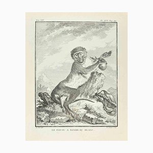Louis Legrand, Le Patas a Bandeau Blanc, Etching, 1771