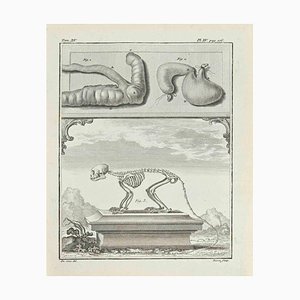 Jacques Baron, Skeleton, Etching, 1771