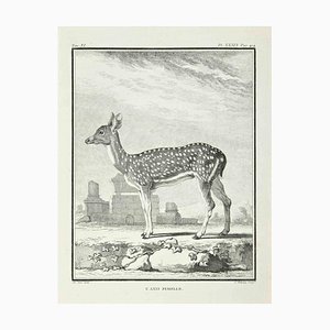Jean Charles Baquoy, L'Axis Femelle, Radierung, 1771