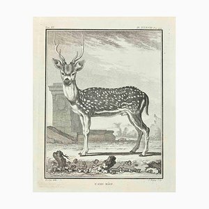 Jean Charles Baquoy, L'Axis Male, Etching, 1771