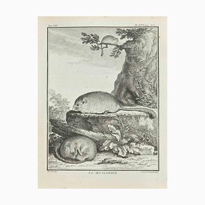 Louis Legrand, Le Muscardin, Etching, 1771